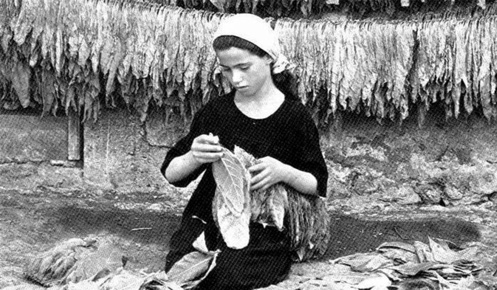 tabacchine lavorazione tabacco caprarica lecce